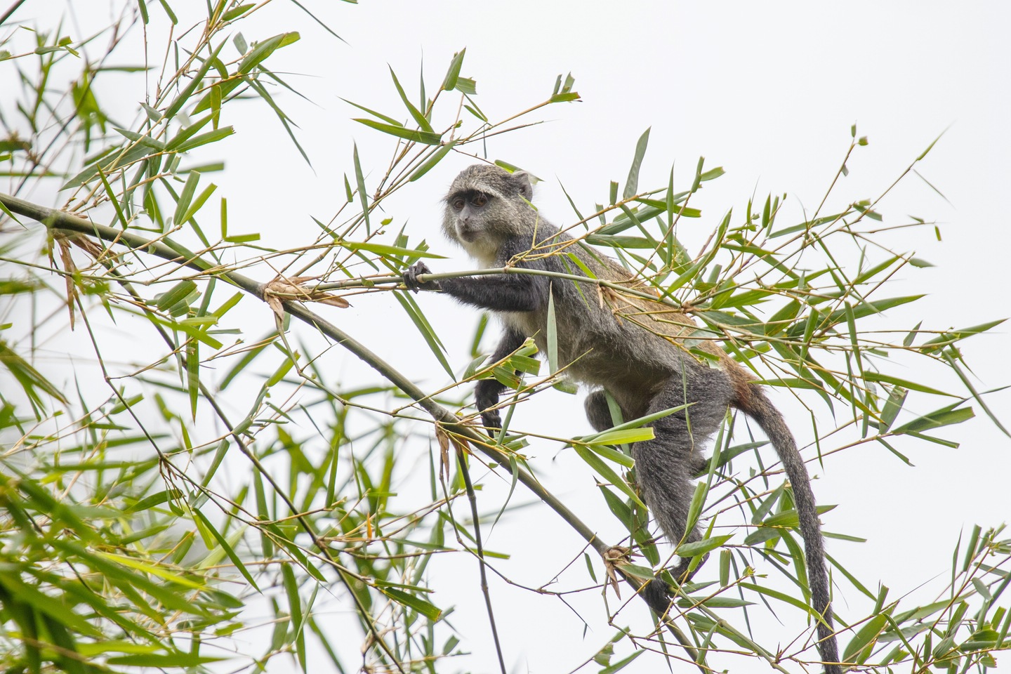 Grüne Meerkatze